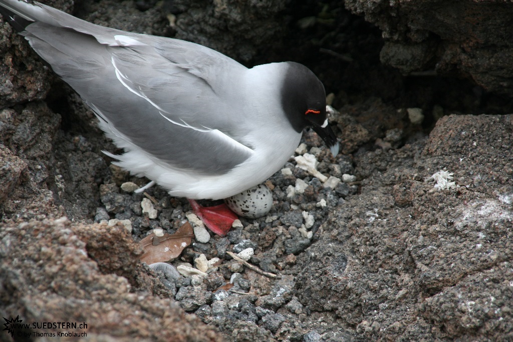 Galapagos Seagull - Galapagos 2010 -IMG 8104